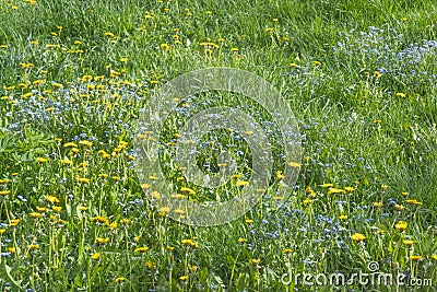 Dandelions, forget-me-nots and green grass on the field Stock Photo