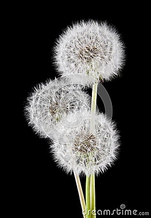 Dandelions isolated on a black background Stock Photo