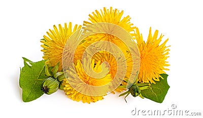 Dandelions isolated on white background. Blooming yellow dandelion Taraxacum officinale Stock Photo