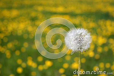 Dandelions seedhead Stock Photo