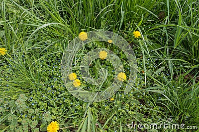 Dandelions and speedwell in unmown grass Stock Photo