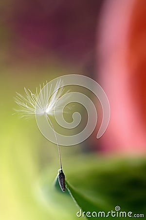 Dandelions in the spring. mACRO Stock Photo