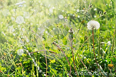 Dandelions on summer field with sun rays, blurred bright background selected focus, blur, summer, spring, sun Stock Photo