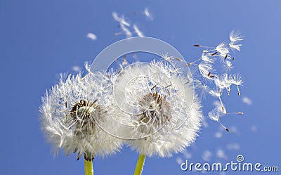 Dandelions in the sunlight Stock Photo