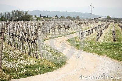 Dandelions in vineyard Stock Photo