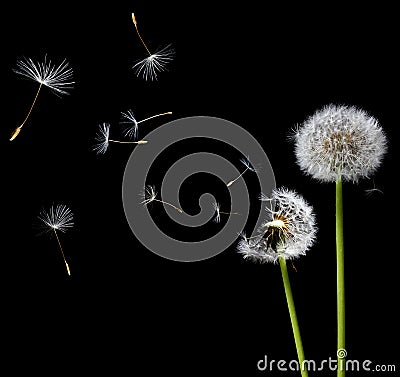 Dandelions in the wind Stock Photo