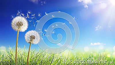 Dandelions With Wind In Field - Seeds Blowing Away Stock Photo