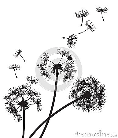 Three Dandelions with seeds drifting in the breeze Vector Illustration