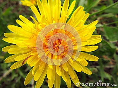 Dandelion flower. Naturist medicine. Macro Stock Photo