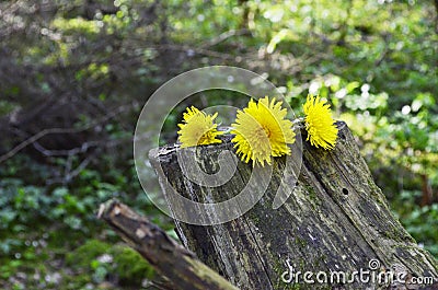 Dandy lion bloom in garden Stock Photo