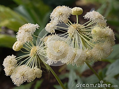 Dang Gui (Angelica sinensis) in the garden Stock Photo