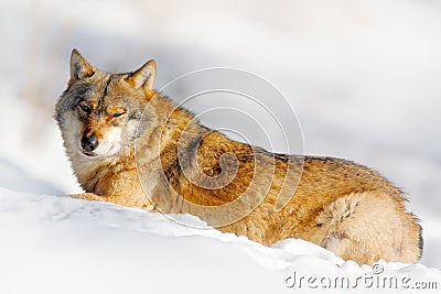Danger animal in the snow. Winter scene with wolf in the forest. Gray wolf, Canis lupus, portrait with stuck out tongue, at white Stock Photo