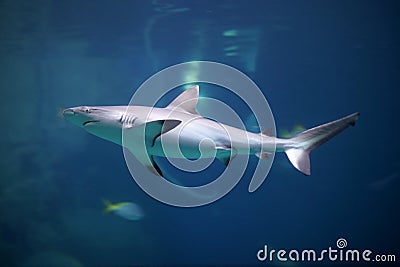 Danger Grey Reef Shark in the ocean Stock Photo