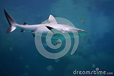 Danger Grey Reef Shark in the ocean Stock Photo