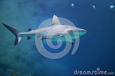 Danger Grey Reef Shark in the ocean Stock Photo