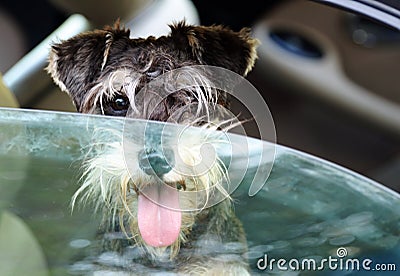 Danger puppy dog panting in hot car overheating in summer Stock Photo