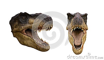 Portrait of a dinosaur called Tyrannosaurus rex on white background Stock Photo
