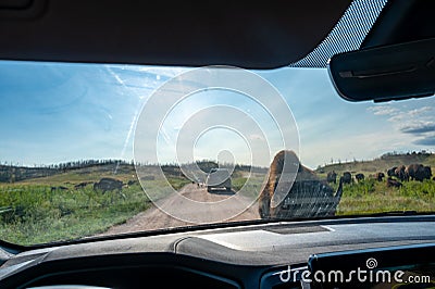 View out the front windshield of a vehicle with an up close buffalo at Custer State Park, South Dakota, USA Stock Photo