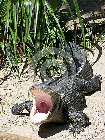 Dangerous alligator Stock Photo