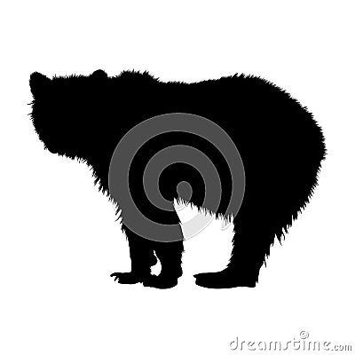 Dangerous American Bear Ursus Arctos Standing On a White Vector Illustration