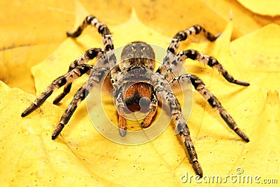 Dangerous creepy tarantula Lycosa singoriensis Stock Photo