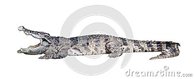 Dangerous crocodile Stock Photo