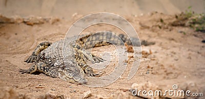 Dangerous crocodile Stock Photo