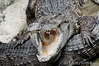 Dangerous crocodile Stock Photo