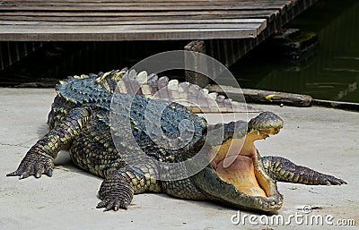 Dangerous crocodile Stock Photo