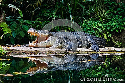 A dangerous crocodile in deep forest Stock Photo