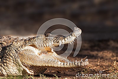 Dangerous Crocodile On Land Stock Photo