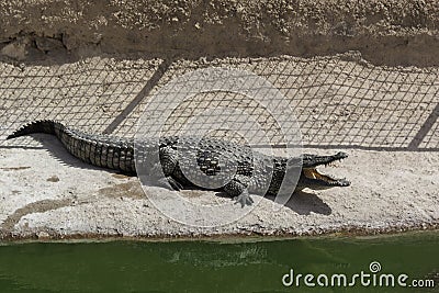 Dangerous crocodile in the national park of Agadir, Morocco Stock Photo