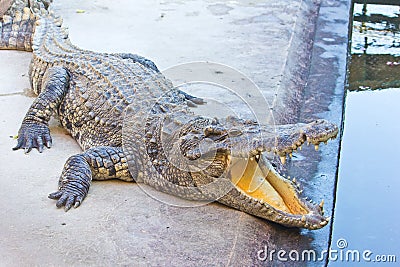 Dangerous crocodile open mouth Stock Photo