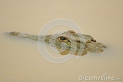 Dangerous crocodile in river with open eyes Stock Photo