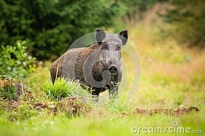 Dangerous female of wild boar facing camera on the forest clearing Stock Photo