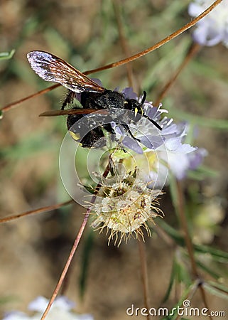 dangerous flying insect from the Hymenoptera families which is loved Vespa mammoth very dangerous for allergy sufferers Stock Photo