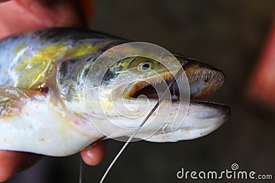 Dangerous fresh water shark catfish wallago attu catfish in hand Stock Photo