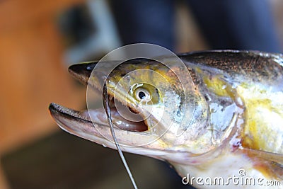 Dangerous fresh water shark catfish wallago attu catfish in hand Stock Photo