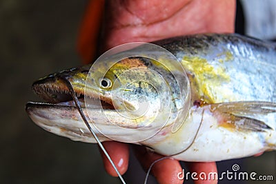 Dangerous fresh water shark catfish wallago attu catfish in hand Stock Photo