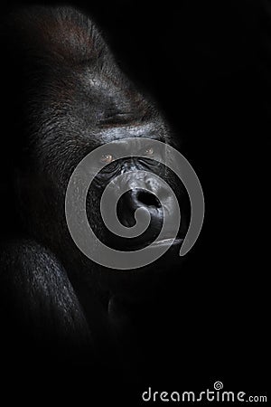 Dangerous gorilla male looking half-turned Stock Photo