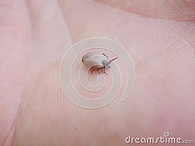 Dangerous insect tick Stock Photo