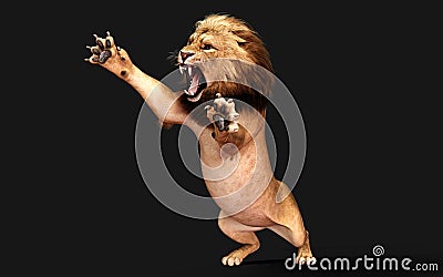 Dangerous Lion Acts and Poses Isolated with Clipping Path Stock Photo