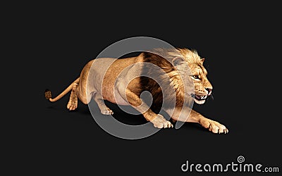 Dangerous Lion Acts and Poses Isolated with Clipping Path Stock Photo