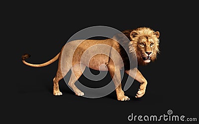 Dangerous Lion Acts and Poses Isolated with Clipping Path Stock Photo