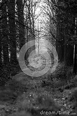 Dangerous looking Forrest path with fog at dawn Black and white Stock Photo