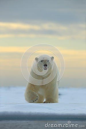 Dangerous looking polar bear on the ice in Svalbard Stock Photo
