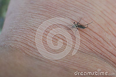 Dangerous malaria infected with mosquito bites Leishmaniasis. Stock Photo