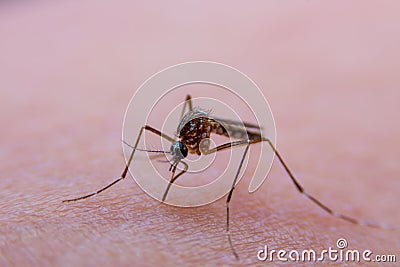 , Dangerous Malaria Infected Mosquito Skin Bite Stock Photo