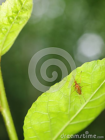 Dangerous MALARIA infection parasite, small yellow brown tropical mosquito insect Stock Photo