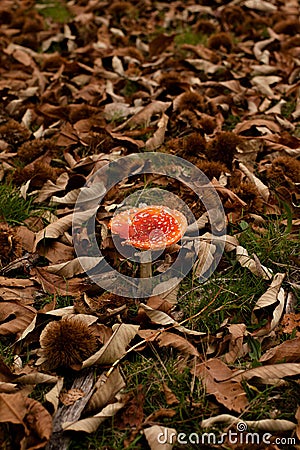 Dangerous mushroom Stock Photo